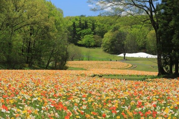 園内最大の花畑に咲く「アイスランドポピー」