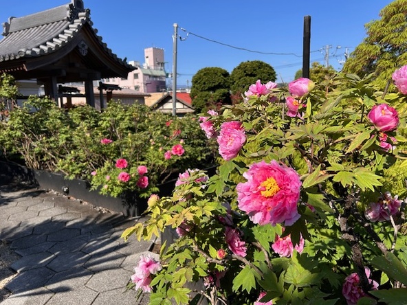 「少林寺」の境内に咲き誇る牡丹の花