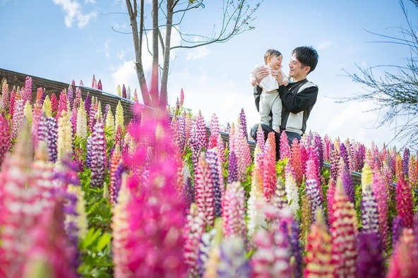 ルピナスは、藤の花を逆さまにしたように空に向かって咲くことから「ノボリフジ」とも呼ばれています