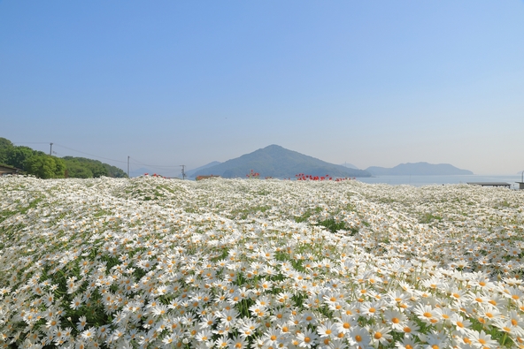 瀬戸内海を一望するマーガレットの花畑（画像提供：イチキ エイジン / PIXTA）