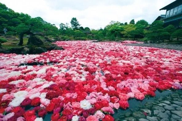 3万輪の池泉牡丹