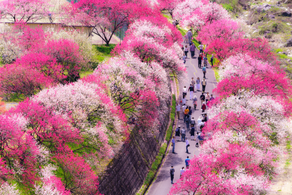 花桃が咲き誇る様子