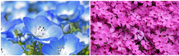（左）ネモフィラ、（右）芝桜（画像提供：crownasreet / PIXTA）