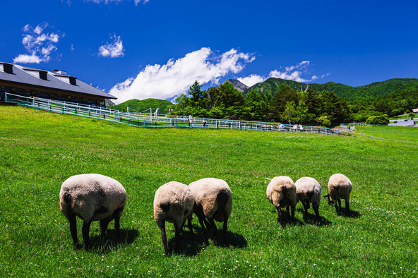 「山梨県立まきば公園」に広がるのどかな風景（画像提供：kikisorasido / PIXTA）