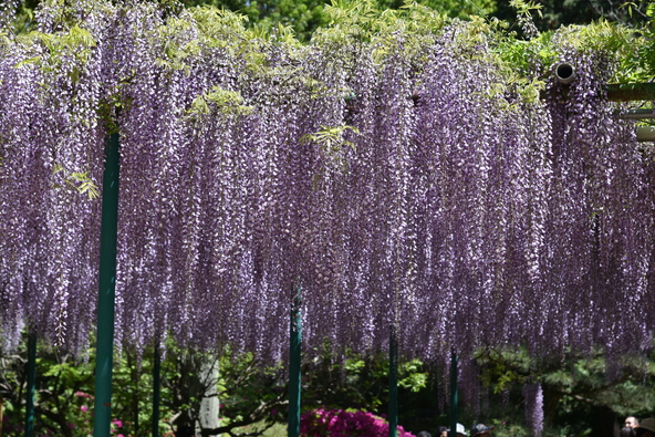 潮風に吹かれて花房が揺れます（画像提供：レーチェ / PIXTA）