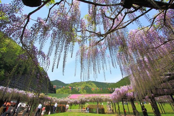 広大な敷地を誇る「白井大町藤公園」
