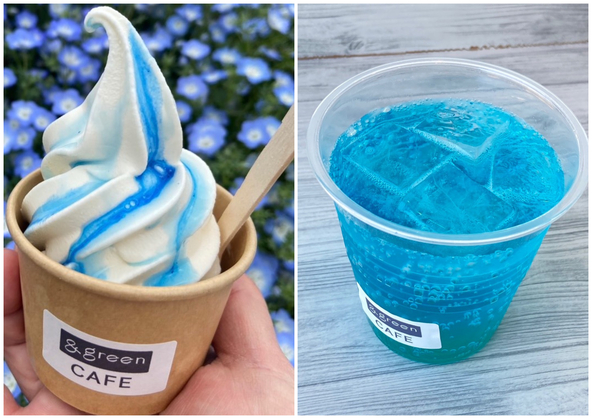 隣接カフェで、青✕白のネモフィラ風ソフトクリームやドリンクも楽しめます（画像提供：北本市）