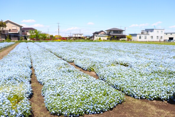 満開時の様子（画像提供：北本市）