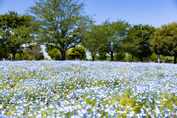 「熊谷スポーツ文化公園」に咲くネモフィラ（画像提供：Catsu / PIXTA）