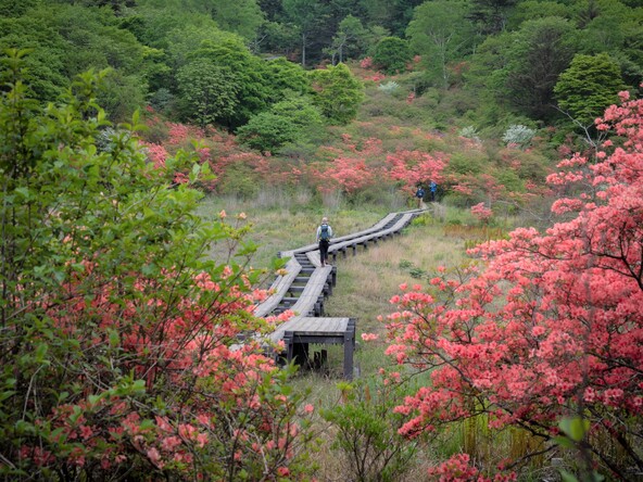 新緑と赤いつつじのコントラストが見事（画像提供：鹿沼市）