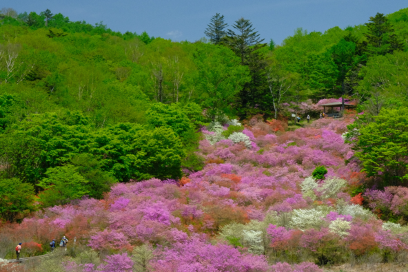 ピンク・白・赤のつつじが共演する景色は、例年5月中旬に楽しめます（画像提供：鹿沼市）