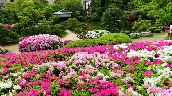 日本庭園に咲き誇る約4,000株のつつじ（画像提供：（C）神戸市立相楽園）