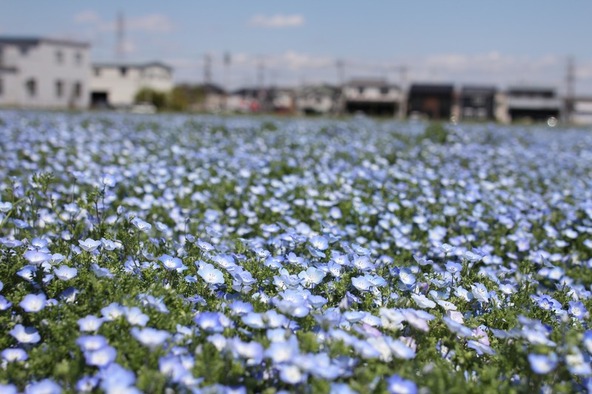 爽やかなネモフィラブルーが広がる光景は今だけの絶景