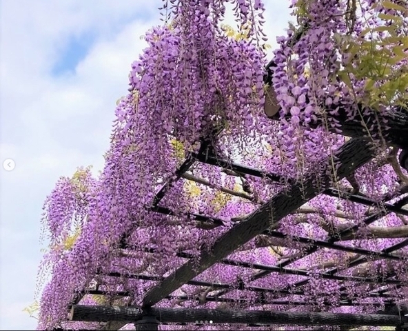 水郷潮来の春を彩る藤の花