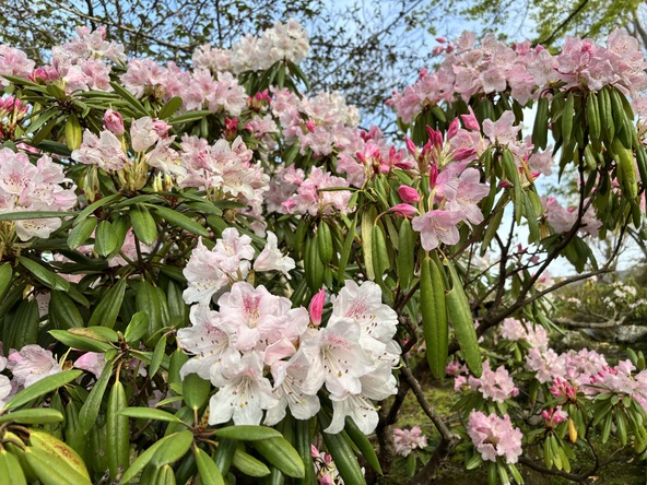 神奈川県「箱根強羅公園」に咲くアカボシシャクナゲ