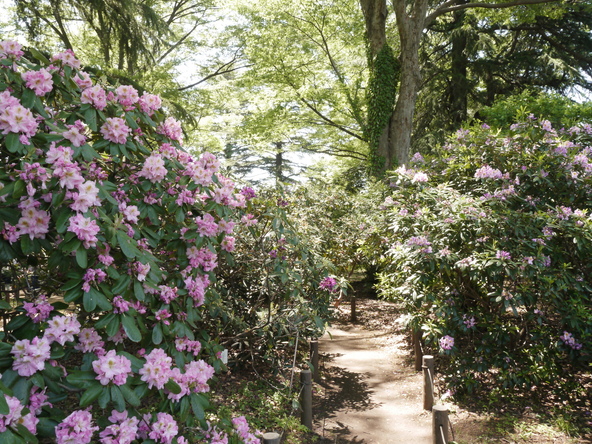 神代植物公園内にある「しゃくなげ園」（画像提供：Masa / PIXTA）
