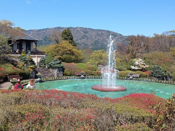 噴水池周辺のつつじの様子