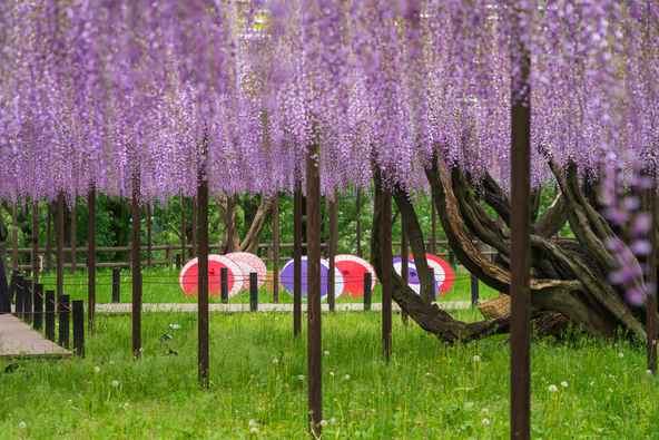 ライトアップ＆グルメを楽しめる「岡崎城公園五万石藤まつり」（画像提供：daysgoby_JPN / PIXTA）