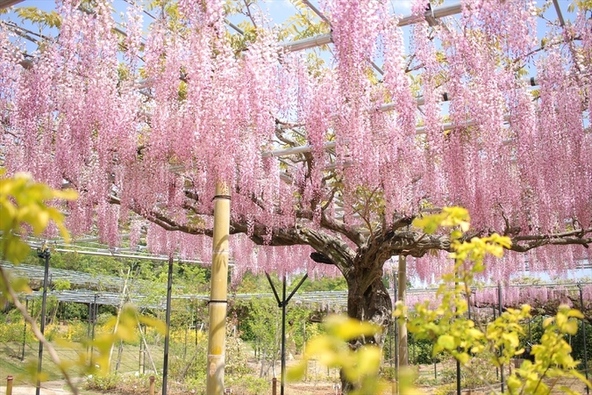 多品種の藤の花が楽しめる「レッドヒル ヒーサーの森」