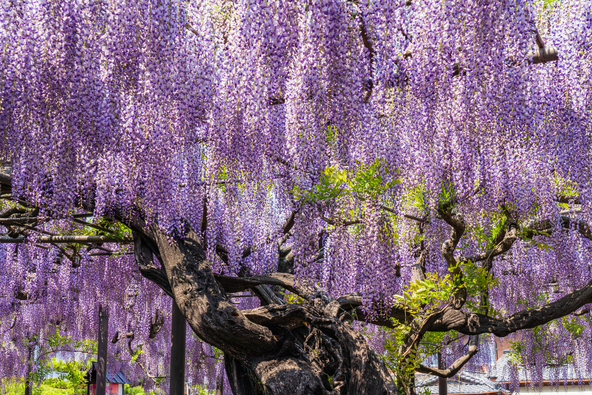 県指定天然記念物「竹鼻別院のフジ」（画像提供：daysgoby_JPN / PIXTA）