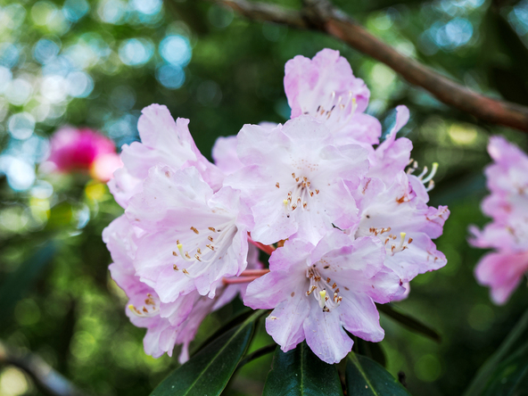 日本原種から西洋品種まで約150種・2,000本ものしゃくなげが植えられています（画像提供：風待人 / PIXTA）※画像はイメージです