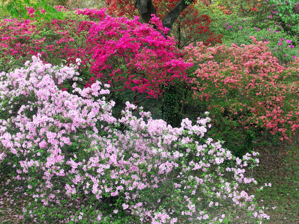 種類が多いのもつつじの魅力（画像提供：kita / PIXTA）※画像は過去の「清水公園」の風景