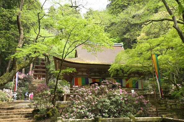 新緑に囲まれた境内に、しゃくなげが色を添えます（画像提供：室生寺）