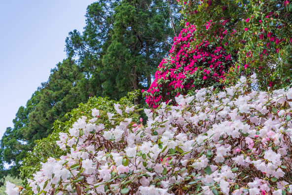 「天城グリーンガーデン」に咲くしゃくなげの花（画像提供：Yoshitaka / PIXTA）