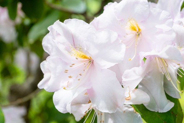「姫の沢公園」に咲くしゃくなげの花（画像提供： DAR Pictures / PIXTA）