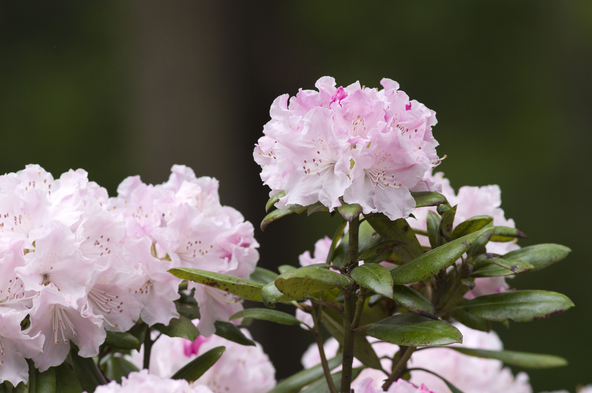 高貴な雰囲気をまとった花（画像提供：zzz555zzz / PIXTA）