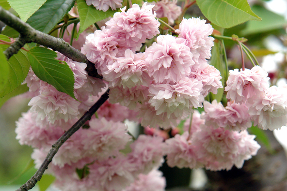 咲き姿が愛らしい「梅護寺」の珠数掛桜（画像提供：阿賀野市）