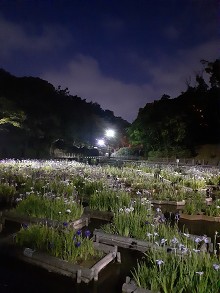 昼間とはひと味違う、幻想的な風景が楽しめます