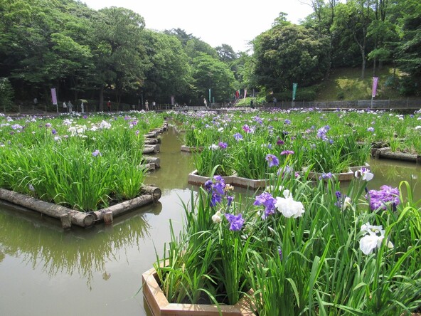 園内にはさまざまな品種の花菖蒲が見られるので、それぞれの特徴を見比べてみましょう