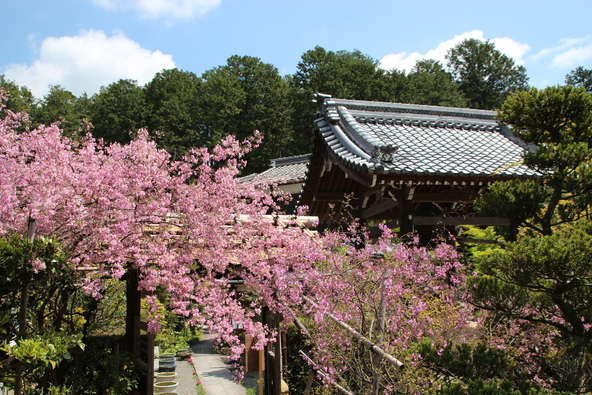 秋の花である萩がGWの頃に咲く様子（画像提供：湖南市観光協会）