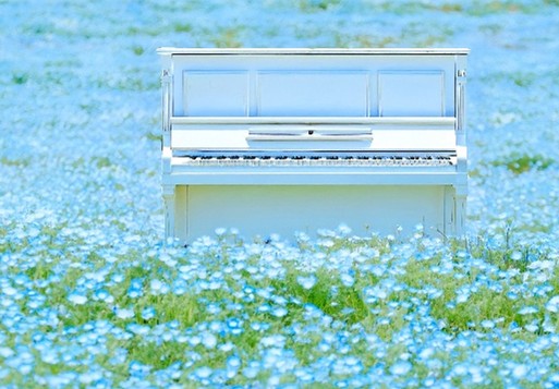 ネモフィラ畑にストリートピアノが設置されるほか、フォトコンテストも実施