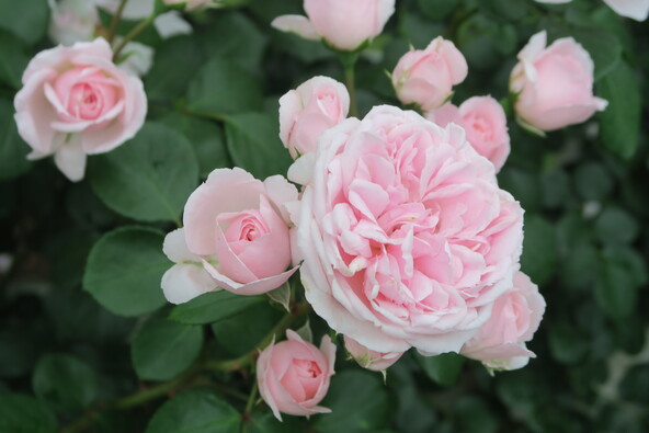 可憐な花を咲かせる品種「シンデレラ」