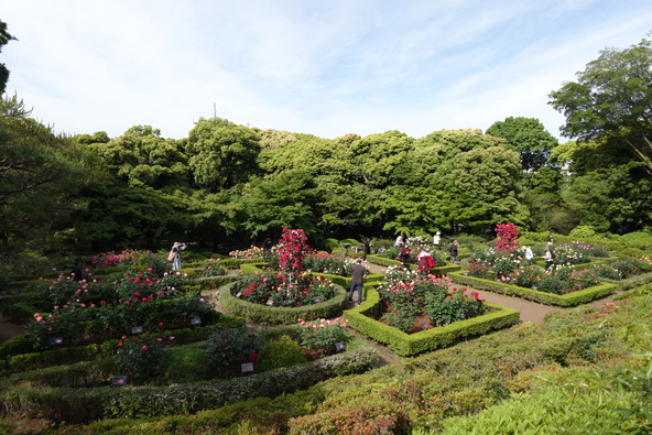 朝の光に包まれる庭園でバラを満喫！