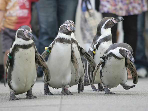 とってもキュートなペンギンのおさんぽ