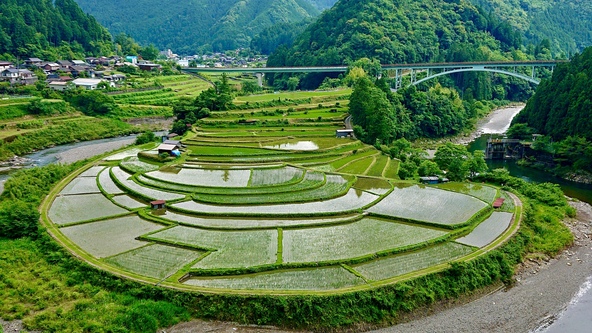 初夏の「あらぎ島」（画像提供：べーやん / PIXTA）