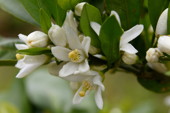 例年4月下旬から5月初旬にかけて町のみかん畑で可憐な花が咲き、甘い香りが漂います（画像提供：SY / PIXTA）※画像はイメージです