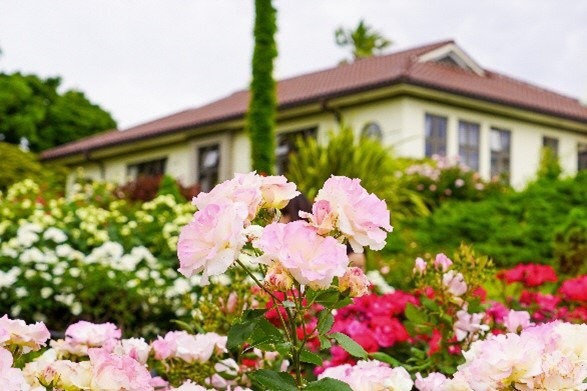 5月になると、横浜のまちにバラの花が咲き誇ります