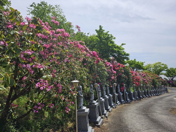 「導きお不動様」に導かれながら花巡り