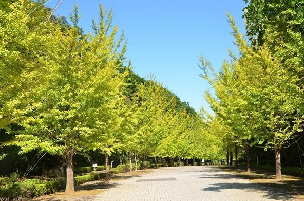 木々が連なる、緑豊かな園内の風景