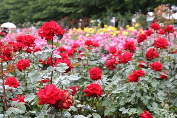 140年以上もの歴史がある公園で、色とりどりのバラを満喫♪