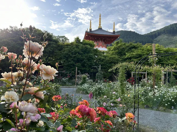 ほかでは見られない光景が広がるバラ観賞スポットです