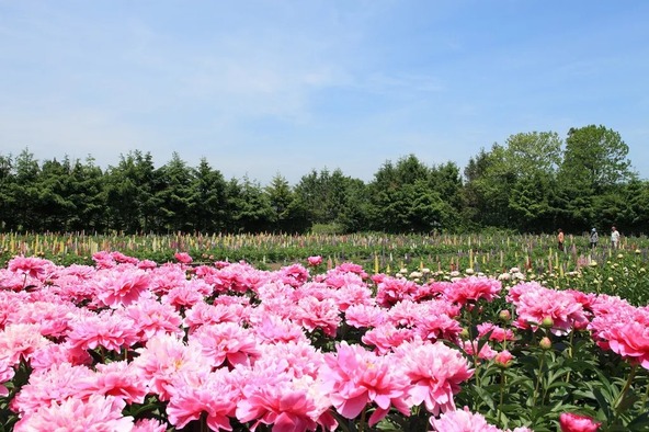例年6月上旬には、隣接する芍薬園が見頃になり、ルピナスとの競演が楽しめます（画像提供「青森県及び公益社団法人青森県観光国際交流機構」）