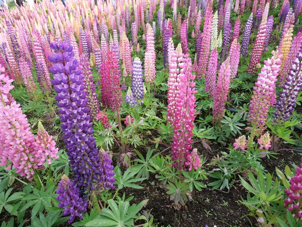空に向かって真っ直ぐ茎を伸ばすルピナス（画像提供： nobota / PIXTA）
