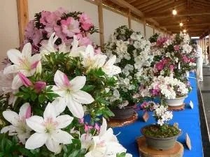 物産品の販売やさつき相談会、苗木無料配布等のイベントも開催され、大勢の人で賑わいます