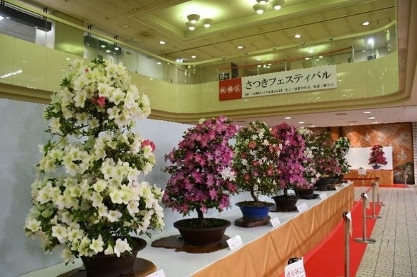 百花繚乱！　満開に咲き誇るサツキ