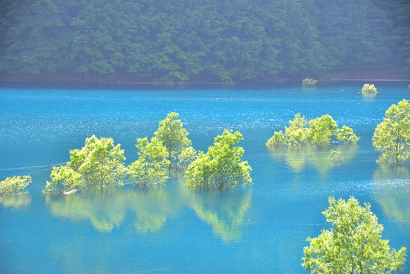 秋扇湖の水没林